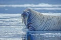 Bull walrus on ice floe