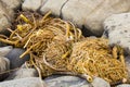 Bull whip kelp (Nereocystis luetkeana)