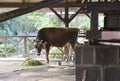 The bull who goes around and wrings out juice from a sugar cane. Mauritius Royalty Free Stock Photo