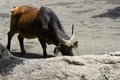 A bull wondering in the sand