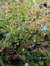 Wild blue little flowers :Veronica persica Royalty Free Stock Photo