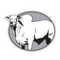 Bull zebu vintage logo Royalty Free Stock Photo