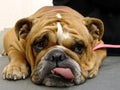 Bulldog Royalty Free Stock Photo