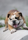 Bulldog Royalty Free Stock Photo