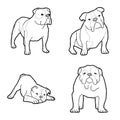 Bulldog Animal Vector Illustration Hand Drawn Cartoon Art