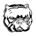 Bulldog Annimal head vector illustration background on white