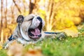 Bulldog in autumn