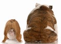 Bulldog backsides Royalty Free Stock Photo