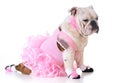 Bulldog ballerina Royalty Free Stock Photo