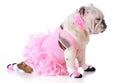 Bulldog ballerina Royalty Free Stock Photo