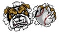 Bulldog Baseball Sports Mascot Royalty Free Stock Photo