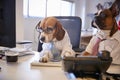 Bulldog And Beagle Dressed As Businessmen At Desk With Computer Royalty Free Stock Photo