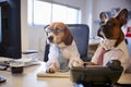 Bulldog And Beagle Dressed As Businessmen At Desk With Computer Royalty Free Stock Photo