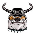 Bulldog in a biker helmet. Vector illustration of a popular animal cartoon. Angry animal. domestic pet