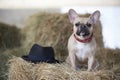 A bulldog breed dog sits during a rest in the hayloft among haystacks and looks attentively into the camera.