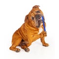 Bulldog Brushing Teeth Royalty Free Stock Photo