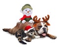 Bulldog with cat and Snowman at Christmas Royalty Free Stock Photo
