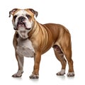 Bulldog Charm: Captivating Studio Portraits of an English Bulldog