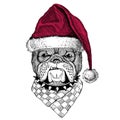 Bulldog Christmas illustration Wild animal wearing christmas santa claus hat Red winter hat Holiday picture Happy new