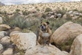 Bulldog in the desert Royalty Free Stock Photo