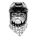 Bulldog, dog animal wearing hockey helmet. Hand drawn image of lion for tattoo, t-shirt, emblem, badge, logo, patch. Royalty Free Stock Photo