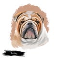 Bulldog Dog Breed Isolated On White Background Digital Art Illustration. Medium-sized Breed Of Dog English Bulldog Or