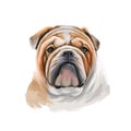 Bulldog Dog Breed Isolated On White Background Digital Art Illustration. Medium-sized Breed Of Dog English Bulldog Or British