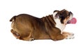 Bulldog dog lies on a white background