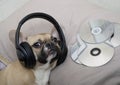 Bulldog dog listens to music in big black headphones while lying in bed next to a lot of CDs looking back at the camera. Royalty Free Stock Photo