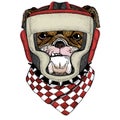 Bulldog, dog. Portrait of cute animal. Boxing helmet.