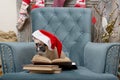 A bulldog dog reads a book wearing a Santa hat while sitting in a festively decorated living room for Christmas. Royalty Free Stock Photo