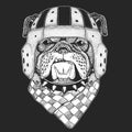 Bulldog, dog. Rugby leather helmet. Portrait of cute animal. Royalty Free Stock Photo