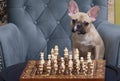 Bulldog dog sits in a chair and plays chess in competition looking at the camera with his head tilted.