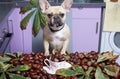 The bulldog dog sits at a table covered with chestnuts and autumn chestnut leaves and looks sternly into the camera. Royalty Free Stock Photo