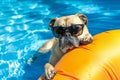 bulldog dog sitting on an inflatable mattress in swimming pool in summer holiday vacation , rubber toy included Royalty Free Stock Photo