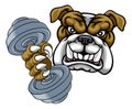 Bulldog Dog Weight Lifting Dumbbell Gym Mascot Royalty Free Stock Photo