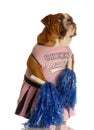 Bulldog dressed as cheerleader