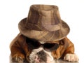 Bulldog dressed like gangster Royalty Free Stock Photo