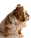 Bulldog dressed up in fur coat