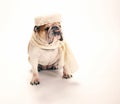 Bulldog dressed up in granny hat and scarf Royalty Free Stock Photo