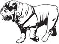 Bulldog, English Bulldog or British Bulldog