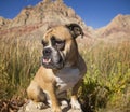 Bulldog extreme close up sitting on a rock Royalty Free Stock Photo