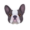 Bulldog face colored in grey and white vector realistic illustration.