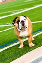 Bulldog on football field