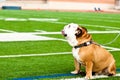 Bulldog on football field