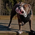 Bulldog with a funny and sour expression and big underbite Royalty Free Stock Photo