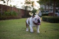 Bulldog with gold horn walking on the park