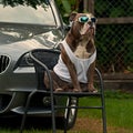 Bulldog guard the master's BMW