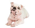 Bulldog With Hair Loss From Mange Royalty Free Stock Photo