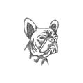 Bulldog Head Face line art style illustration design Royalty Free Stock Photo